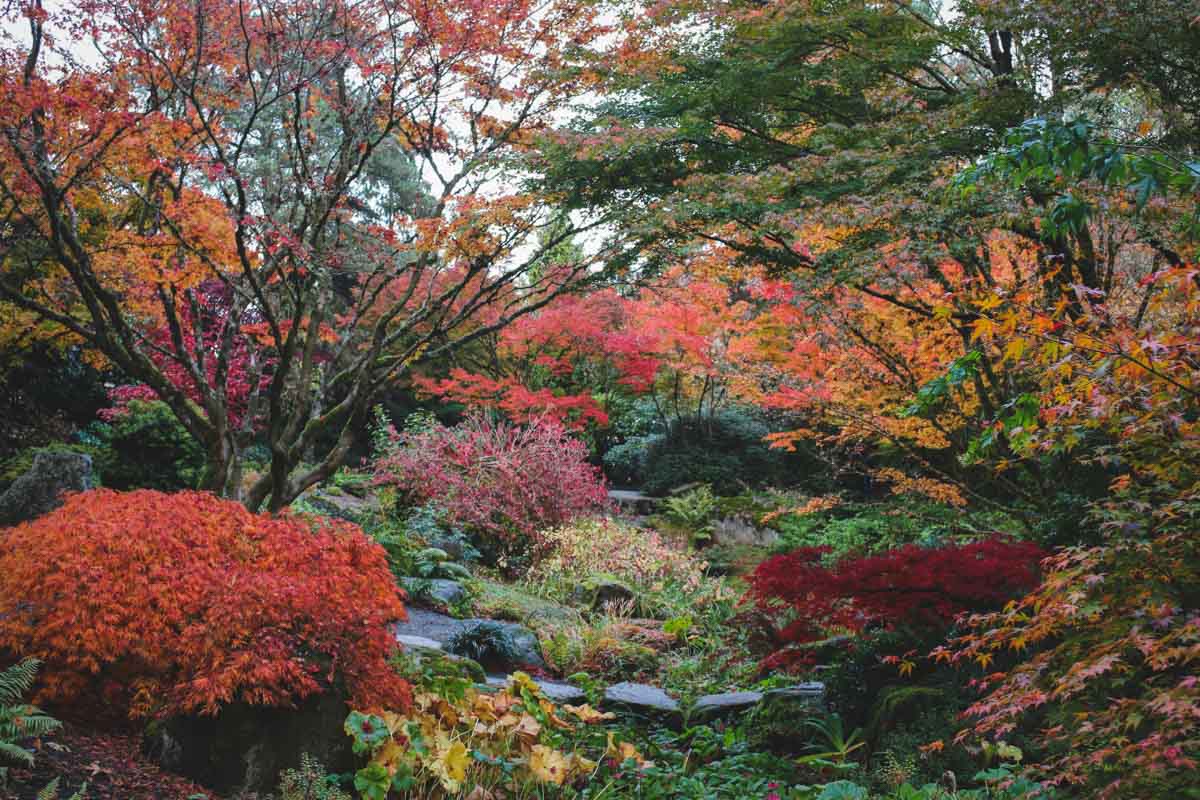 Beautiful orange and red fall colors covering the trees and bushes in Bellevue Botanical Garden.