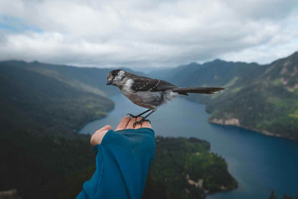 Holding bird with view of Lake Crescent on the Mount Storm King Trail