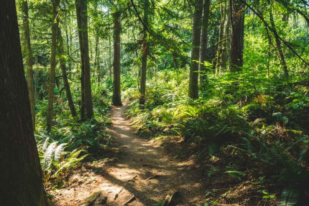 Walking trail through trees in Cougar Mountain Regional Wildland Park, Seattle