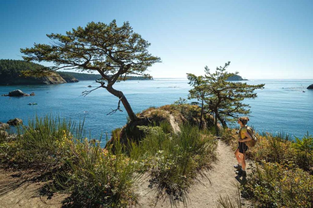 Tree on cliffs near the ocean on the Rosario Head Trail at Cape Deception Park