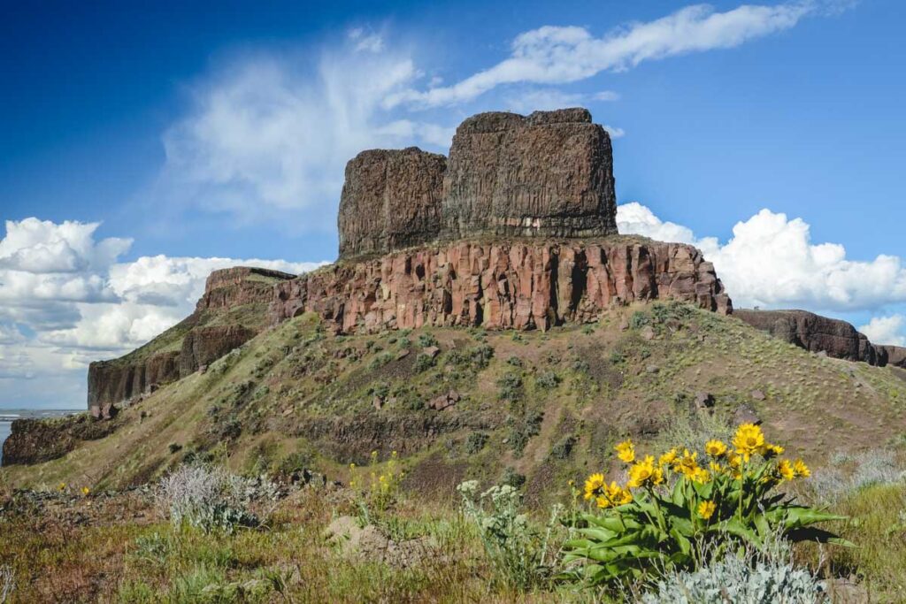 Spingtime view of Twin Sisters Rock with a clump of flowers in the foreground, Washington State, USA