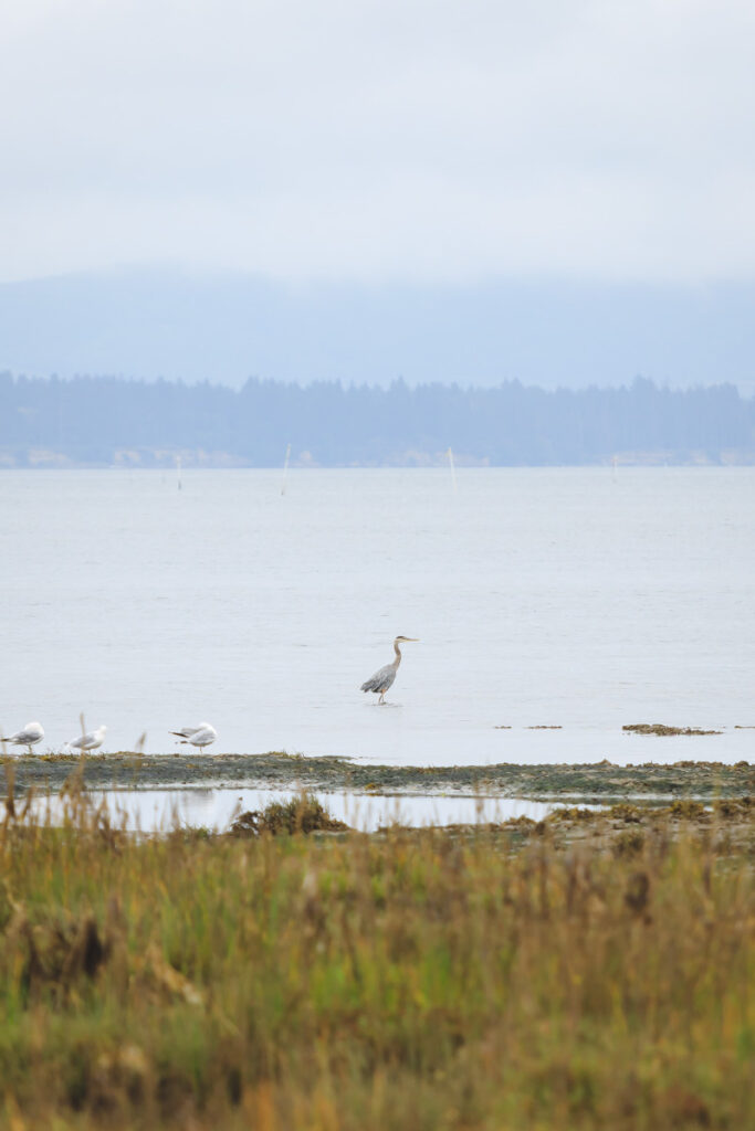 Birds in wetlands at Leadbetter Point State Park, Washington