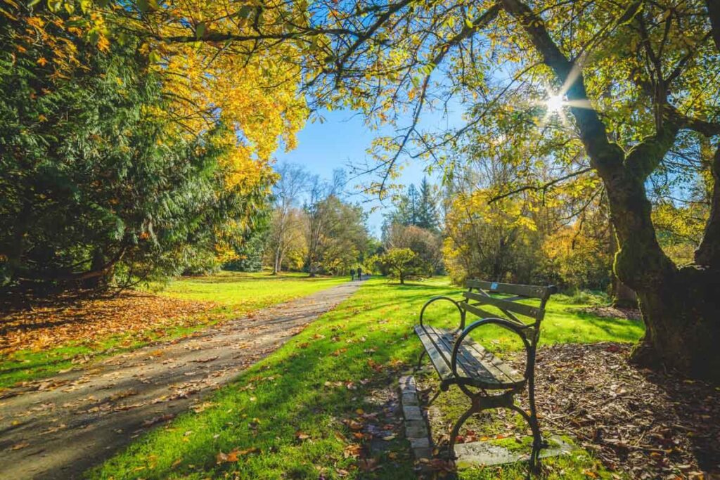 Two people walking through Washington Park Arboretum towards an empty bench under the sun and surrounded by trees.