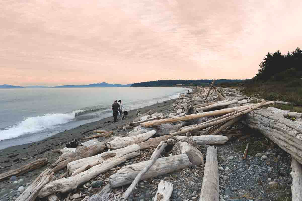 People walking dogs past beach driftwood at Joseph Whidbey State Park, Washington