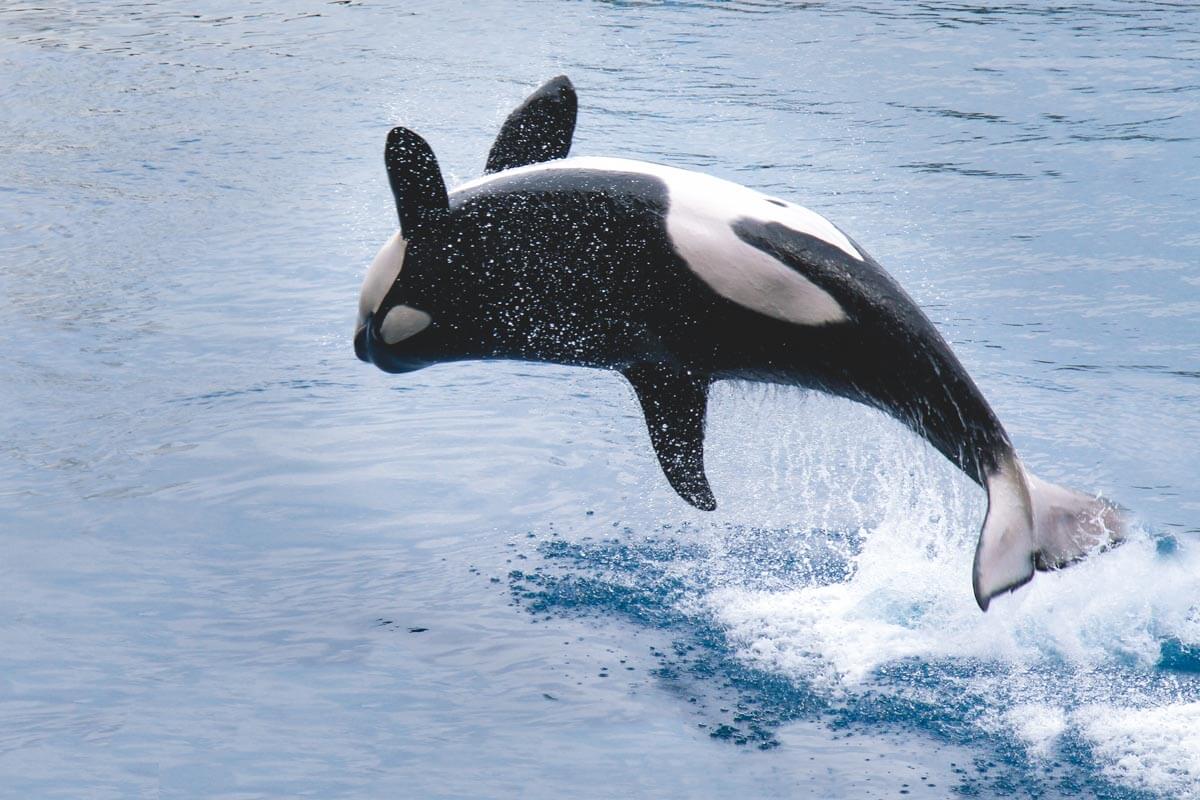 Orca leaping from the water off the coast of Washington