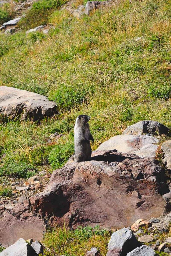 Marmot standing on rock on the Skyline Loop Trail