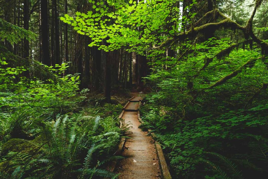 Path through trees on the Ancient Grove Nature Trail one of the best hikes in Olympic National Park