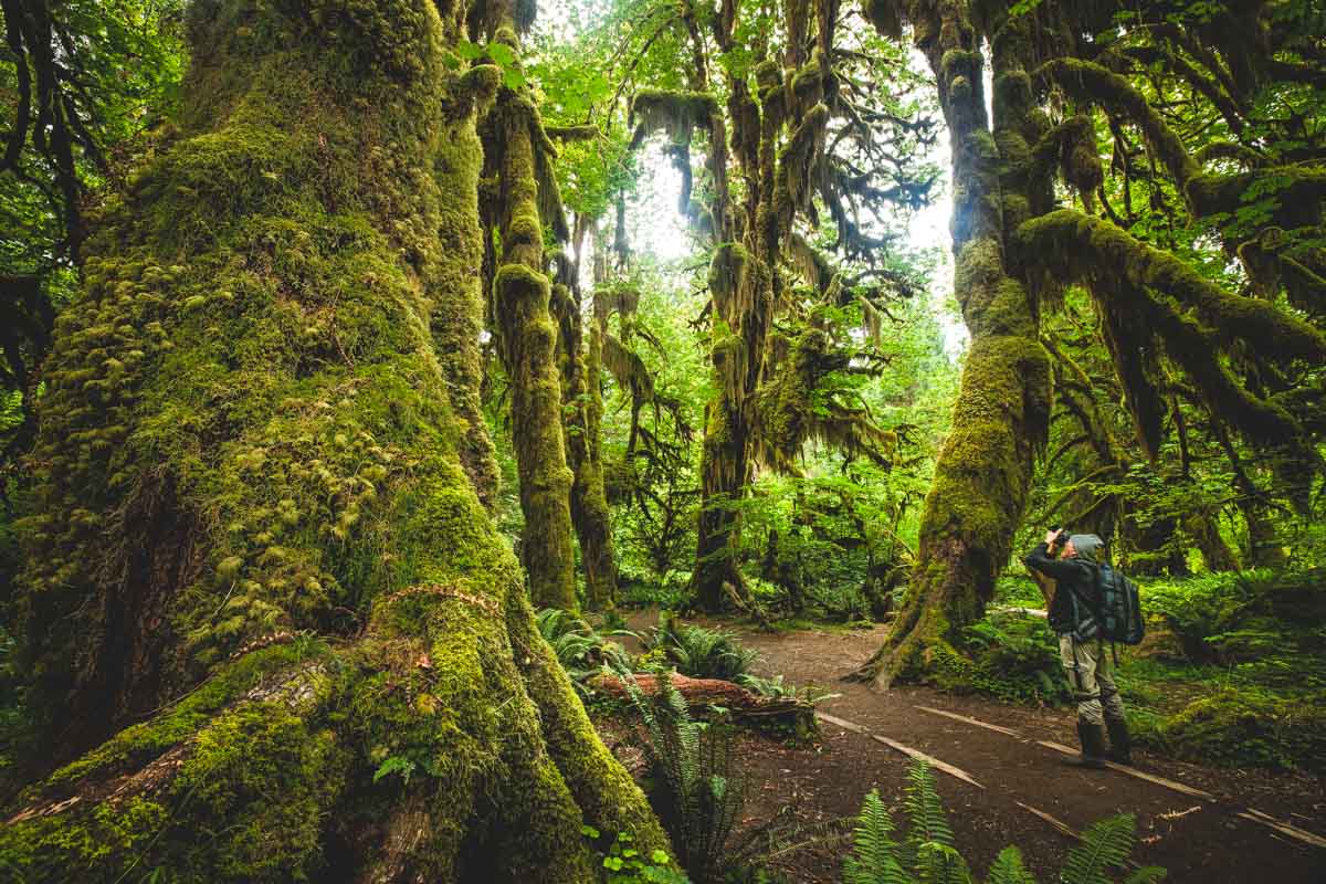 Garrett in hiking gear taking a photo of a group of large, moss-covered trees in the rainforests of the Hall of Mosses Trail.
