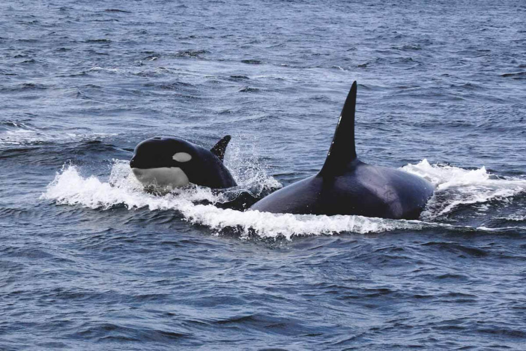 Killer whales off the coast things to do in Westport Washington