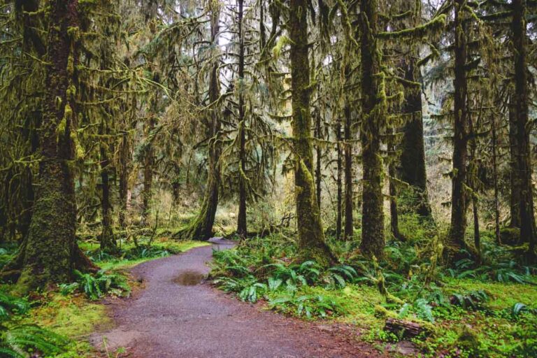 Spruce Nature Trail one of the best hikes in Olympic National Park