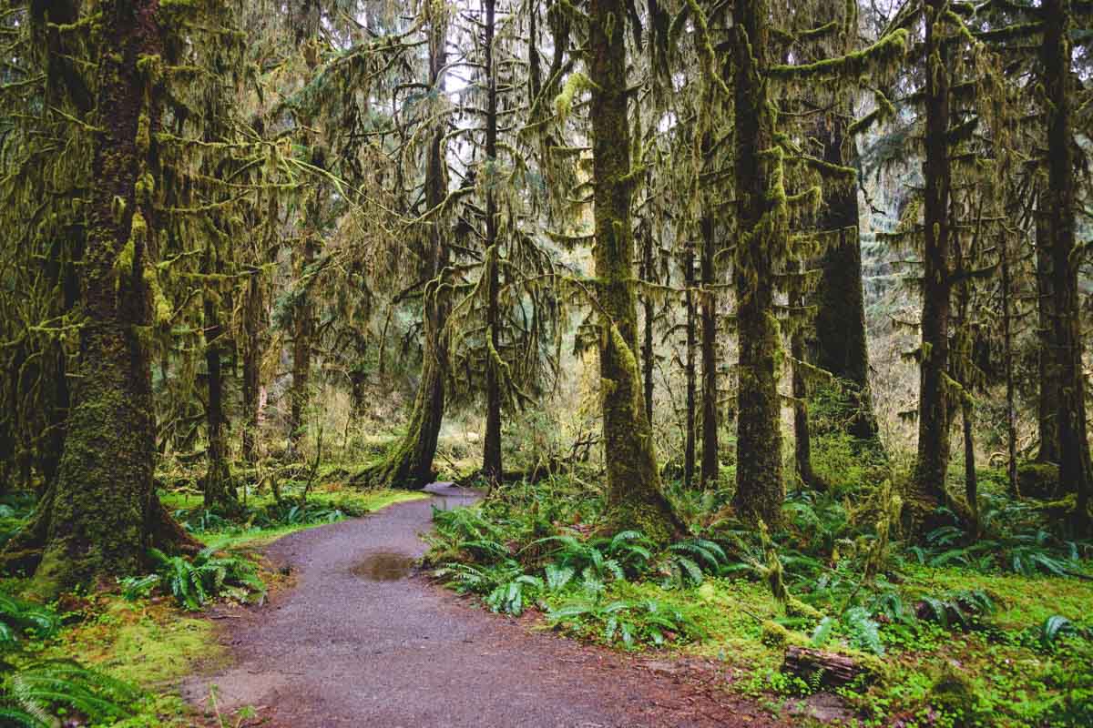 A winding path through the forests of the Spruce Nature Trail with trees covered in moss.