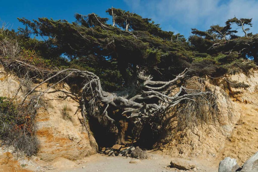 Tree of Life on Kalaloch Beach, Washington Coast campgrounds