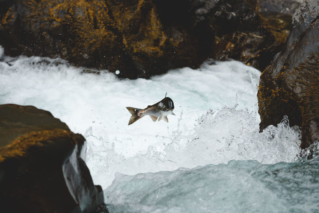 Fish leaping out of the water in Salmon Cascade near the Sol Duc Falls