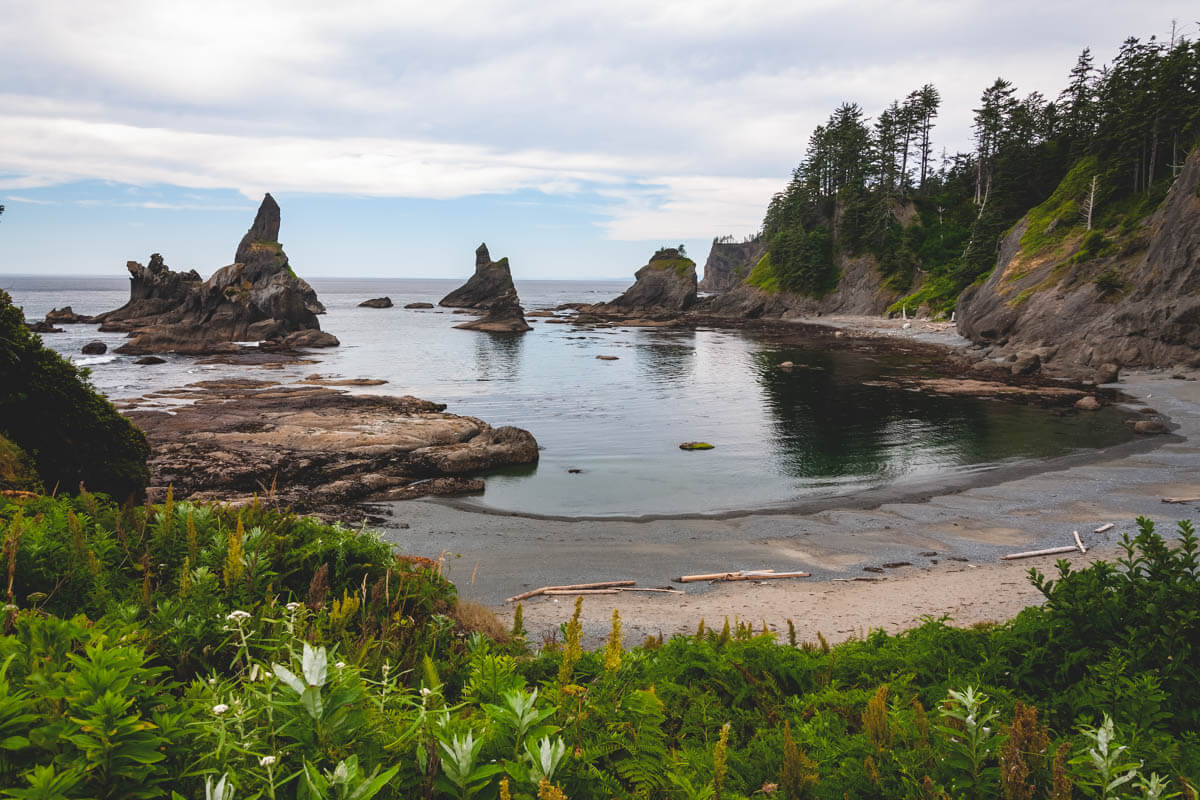 A view over Shi Shi Beach and the sea stacks in the ocean bordered by trees and with driftwood laying on the beach.