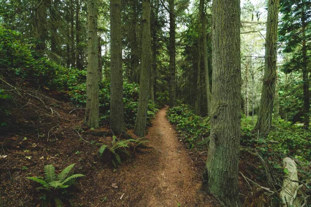 Hiking trail through trees in Fort Ebey State Park