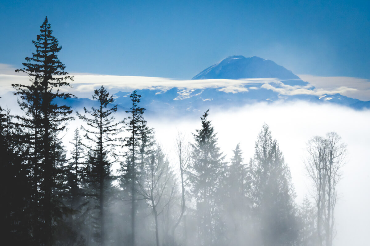 A view of Mount Rainier from Tiger Mountain framed with trees and fog with a clear sky.