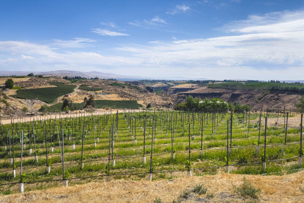 wilridge vineyard winery and distillery crops on cowiche canyon trails