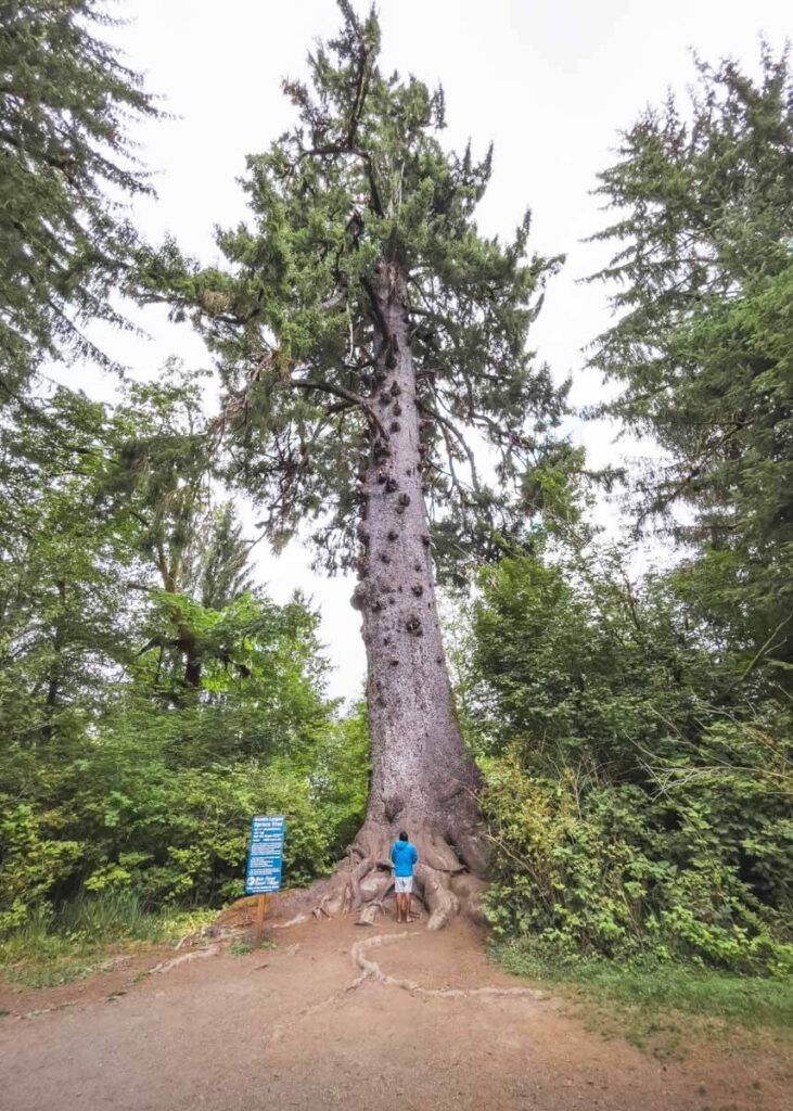 World's largest spruce tree at Lake Quinault