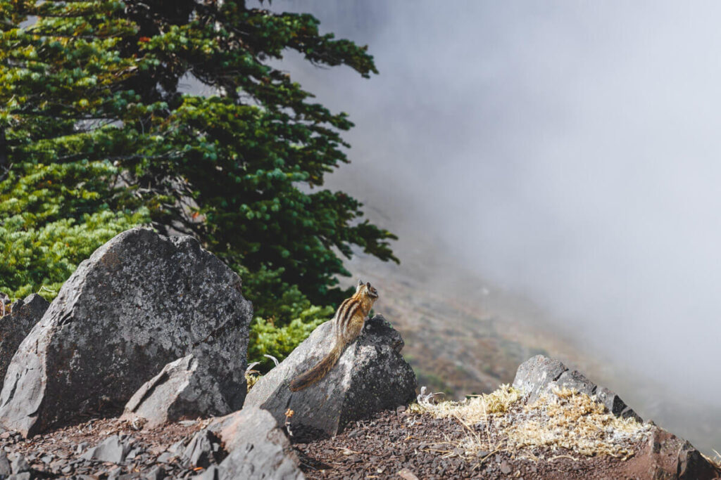 Chipmunk on the Hurricane Ridge Trail