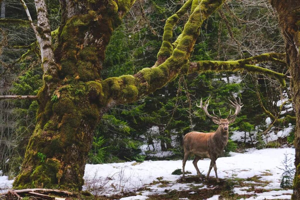 Male elk in woods for things to in Olympic National Park