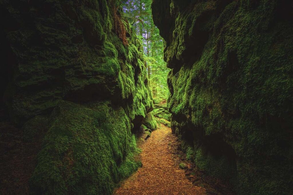 mossy walls tiger mountain state forest is one of the best day trips from Seattle