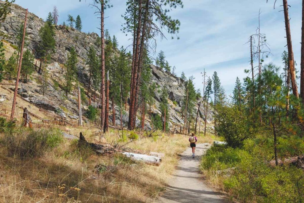 A woman hiking between pine trees along the Painted Rocks Nature Trail in Riverside State Park.