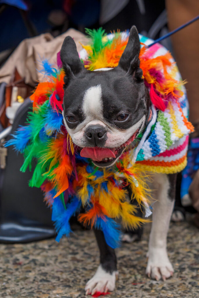 Dog wearing rainbow colors for the gay pride festival in Seattle. 