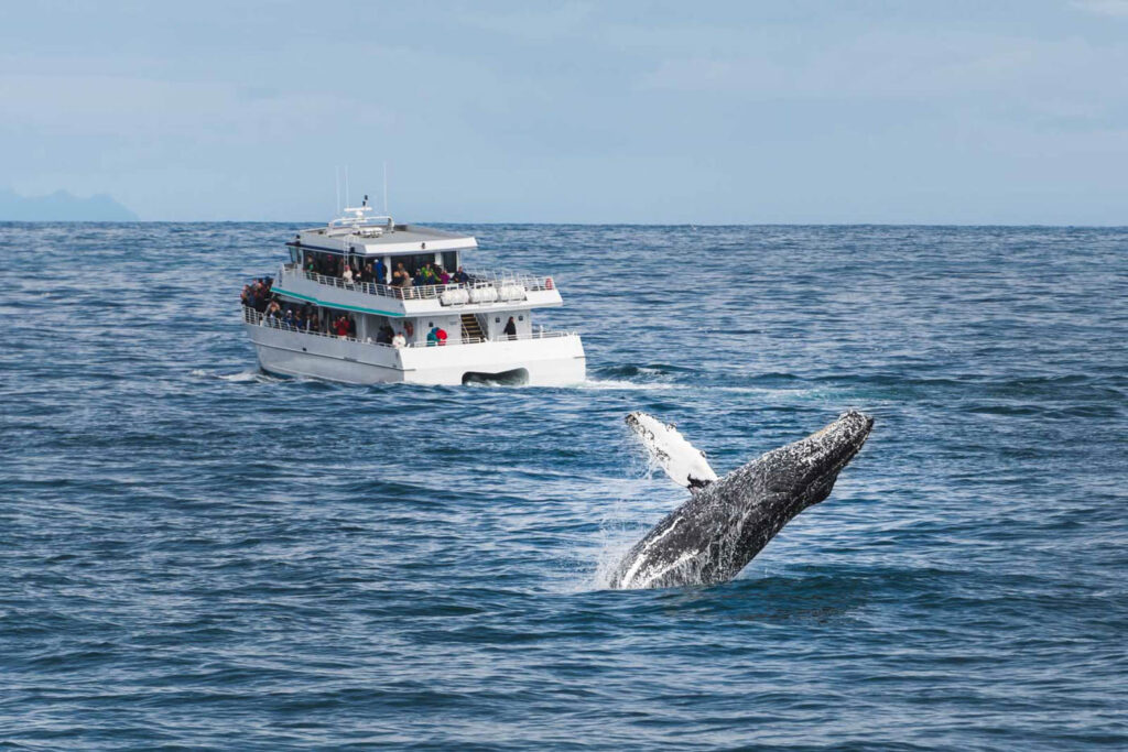 Gray whale breaching the ocean next to a whale watching tour.