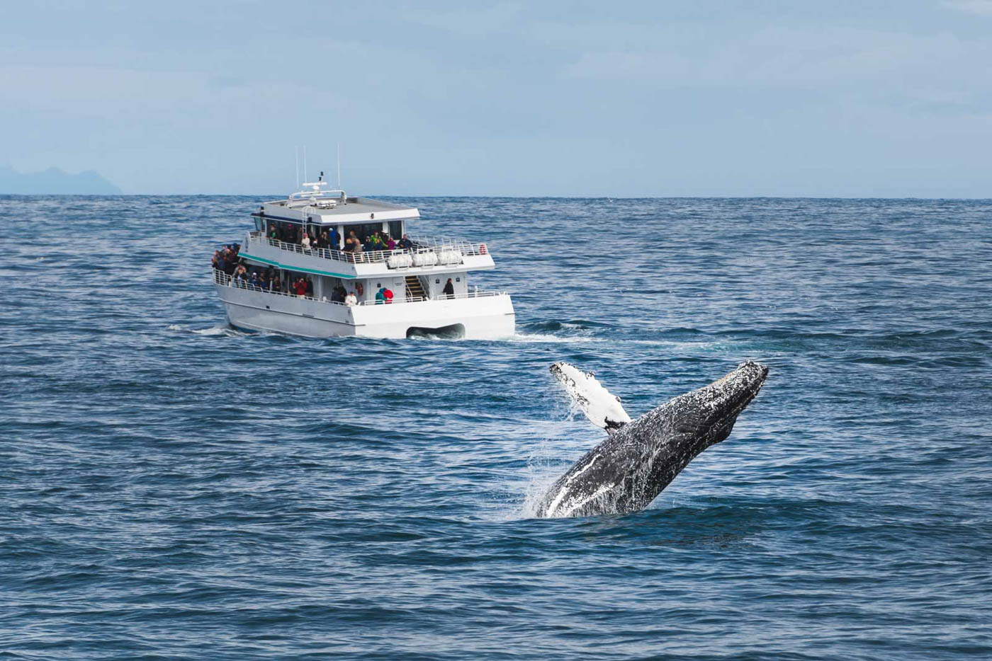 Grey whale breaching the ocean next to a whale watching tour.