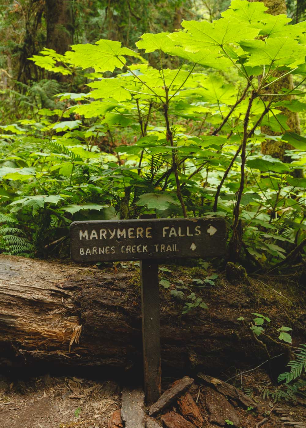 Marymere falls trail sign surrounded by lush green plants and a big downed log. 