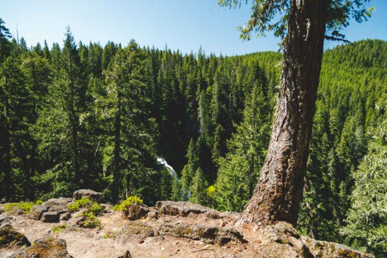 View over the top of Falls Creek Falls from a viewpoint surrounded by giant trees.