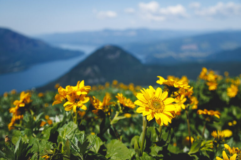 Stunning foreground of yellow wildflowers.
