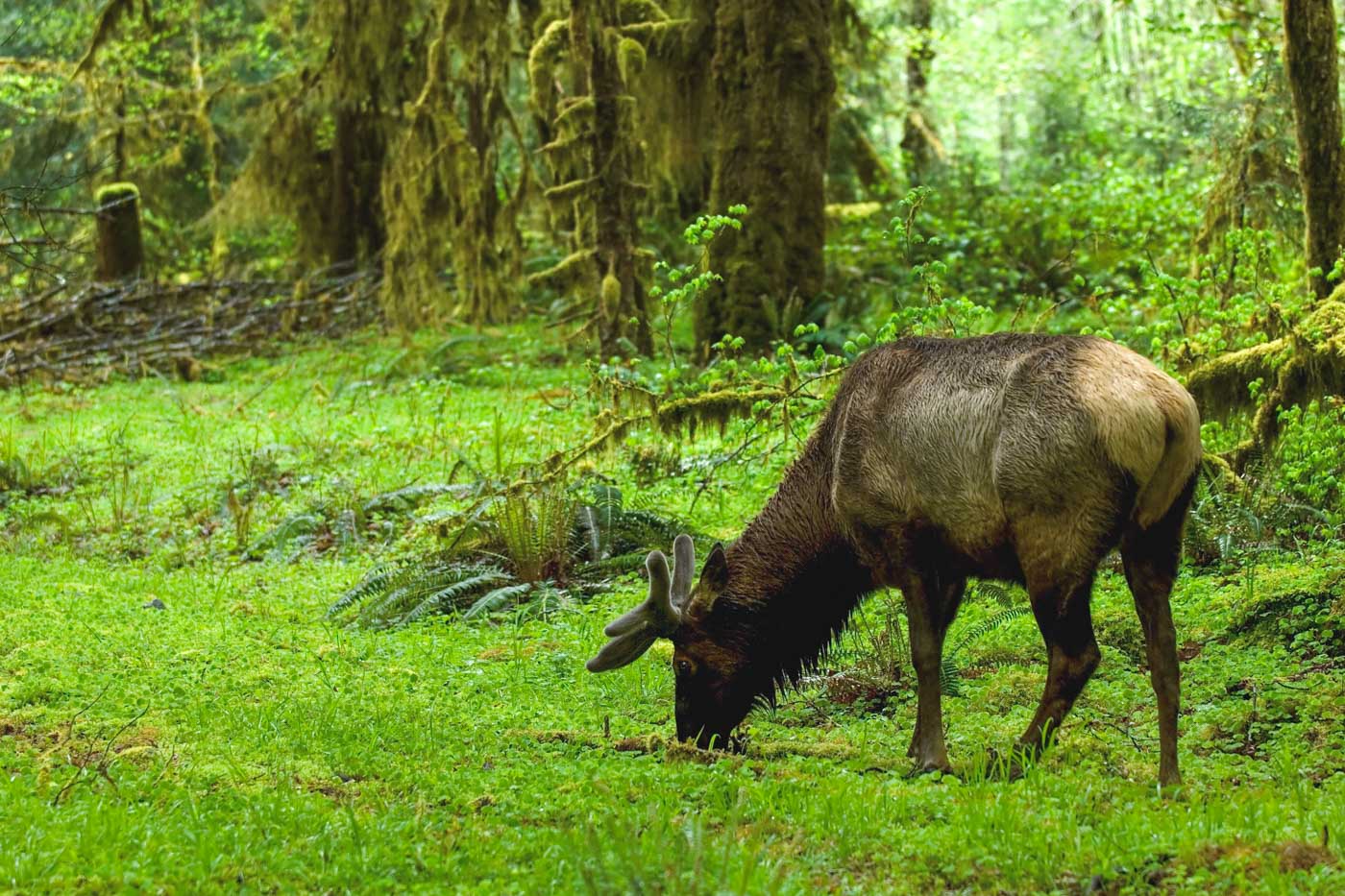 An elk grazing on grass in the middle of the forest.