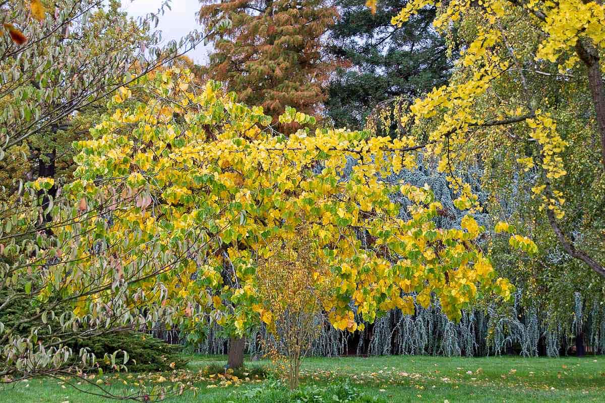 Yellow fall tree in Finch Arboretum.