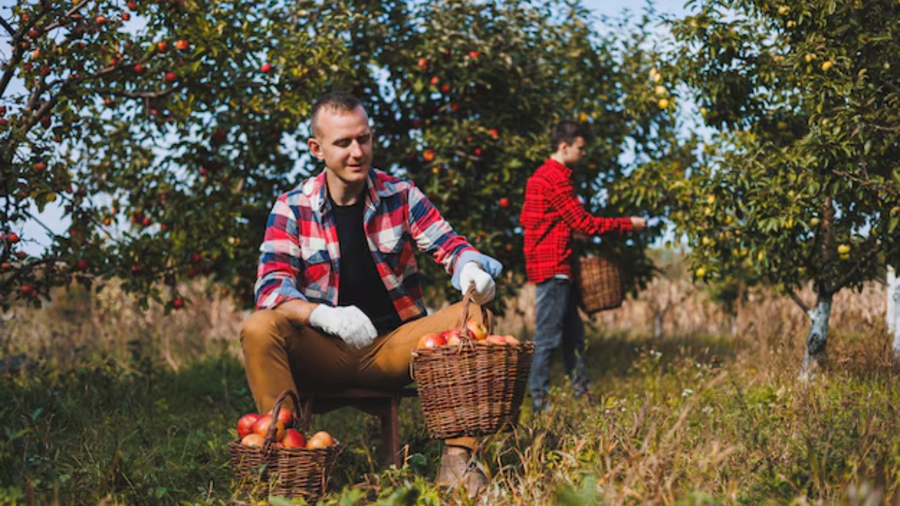 A young male farmer is picking apples in the garden and putting them in a basket Harvesting red apples of the autumn harvest