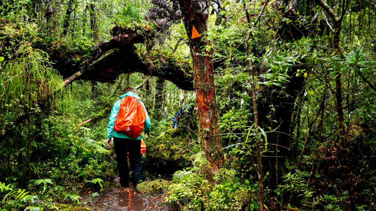 a person walking through a forest on a trail